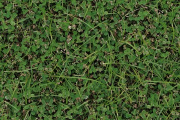 Seamless Texture - Grass and Clover 001