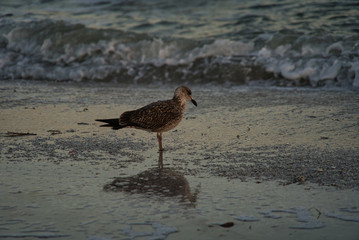 Seemöve, Seagull Nahaufnahme am Strand in Florida mit Meer im Hintergrund