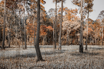 Trees burned from forest fires