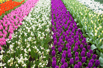 Frühlingswiese Blumen
