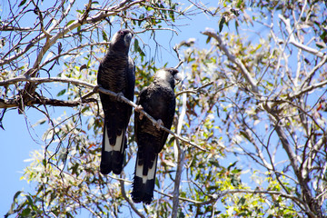 Two individuals of the short-billed black cockatoo or Carnaby´s Black Cockatoo, with black plumage and white patches, which are endemic to Southwest Western Australia, sitting in a eucalyptus tree. © anjahennern