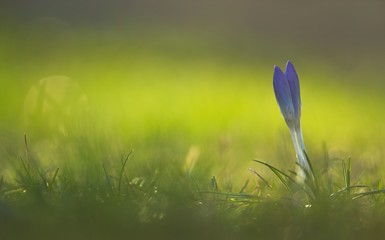 Ein lila violetter Krokus steht im Frühling auf einer hellgrünen Wiese im Gras, crocus