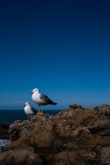 Mouettes