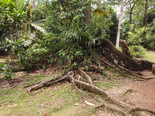 Seychellen, Karibik, Malediven, Mauritius, Reunion, Hawaii, Strand, Meer, Sonne, Urlaub, Reisen, Ferien, Palmen, Beach, Tropisch, Insel, Himmel, Wasser, Sommer, Paradies, Dschungel, Küste