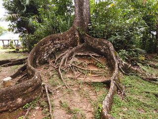 Seychellen, Karibik, Malediven, Mauritius, Reunion, Hawaii, Strand, Meer, Sonne, Urlaub, Reisen, Ferien, Palmen, Beach, Tropisch, Insel, Himmel, Wasser, Sommer, Paradies, Dschungel, Küste
