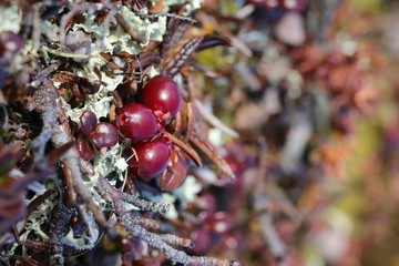 Close-up of ripe low-bush cranberries or lingonberries found on the arctic tundra with leaves changing into fall colours, found near Arviat, Nunavut
