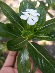 Sadabahar tropical india