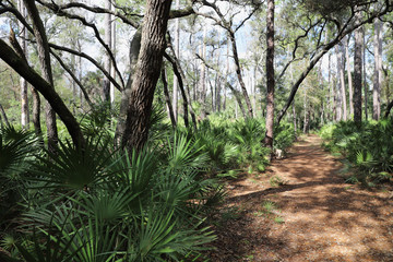Fototapeta premium Tree lined trail through nature reserve