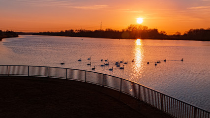 Obraz premium Beautiful sunset with reflections and a flock of swimming swans at Plattling, Isar, Bavaria, Germany