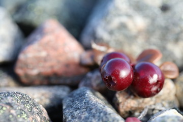 Close-up of ripe low-bush cranberries or lingonberries found growing between rocks near Arviat, Nunavut, Canada