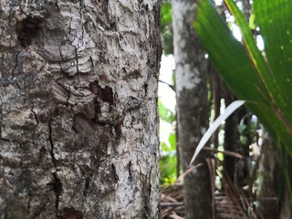Seychellen, Karibik, Malediven, Mauritius, Reunion, Hawaii, Strand, Meer, Sonne, Urlaub, Reisen, Ferien, Palmen, Beach, Tropisch, Insel, Himmel, Wasser, Sommer, Paradies, Dschungel, Küste