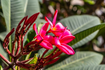Large green plumeria obtusa plants with red flowers grow in a tropical garden