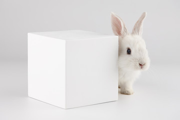 Baby rabbit with white cube