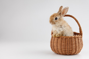 Easter bunny rabbit in basket on gray background