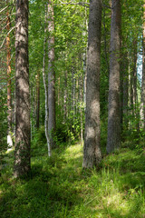 View of forest at summer day in Finland