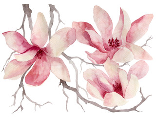 Watercolor illustration of a branch of blossoming magnolia. Flowers and buds of magnolia on a white background. A flowering branch of spring flowers. Postcard for Valentine's Day, Mother's Day.
