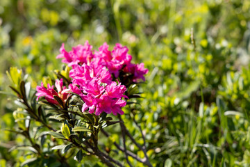 Pink rhododendron flowers in the mountains. Alpine flower.