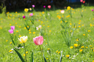 blühende Tulpenwiese im Frühling