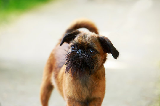 Dog breed Belgian Griffon
