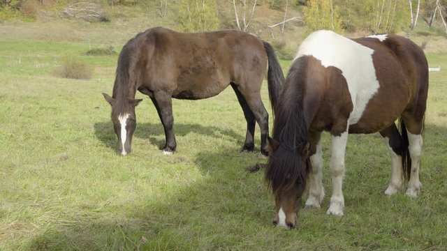 Two horses in nature stand and eat green grass.
