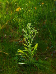 Little lonely plant struggle to grow surrounded by the grass and hopefully helped by the sun rays