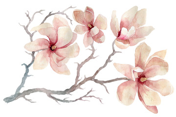 Watercolor illustration of a branch of blossoming magnolia. Flowers and buds of magnolia on a white background. A flowering branch of spring flowers. Postcard for Valentine's Day, Mother's Day.