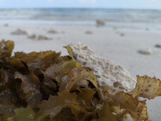 Seychellen, Karibik, Malediven, Mauritius, Reunion, Hawaii, Strand, Meer, Sonne, Urlaub, Reisen, Ferien, Palmen, Beach, Tropisch, Insel, Himmel, Wasser, Sommer, Paradies, Dschungel, Küste
