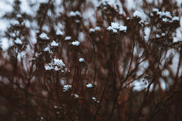 Snowflakes on bush twigs at winter