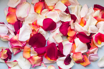 Rose petals of different colors and shades are scattered throughout the image. Horizontal photo.