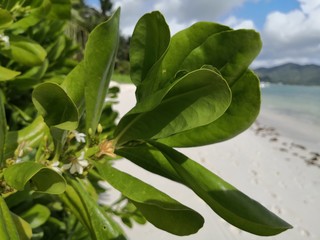 Seychellen, Karibik, Malediven, Mauritius, Reunion, Hawaii, Strand, Meer, Sonne, Urlaub, Reisen, Ferien, Palmen, Beach, Tropisch, Insel, Himmel, Wasser, Sommer, Paradies, Dschungel, Küste
