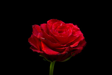 Closeup view Red Rose isolated on black banner template