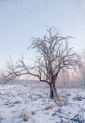Fototapeta na wymiar Beautiful landscape tree in frost in winter at dawn. Shining cold in the winter park. Christmas background