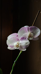 Two purple, pink and white orchid flowers with a green stem and a wooden background.