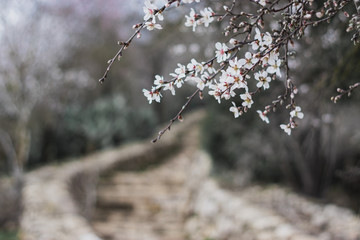 Branches of the almond tree, with winter flowers in white and yellow, on a blurred white background of stone steps, sataf reserve, jerusalem forest, israel.
