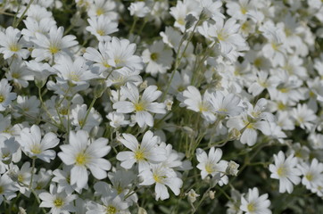 Rogownica kutenerowata, Cerastium tomentosum, białe majowe kwiatki