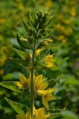 Tojeść kropkowana, żółte kwiaty, Lysimachia punctata