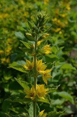Tojeść kropkowana, żółte kwiaty, Lysimachia punctata