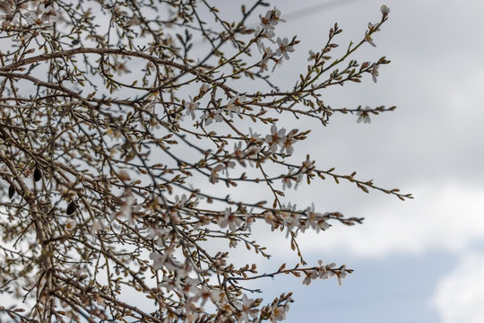 Branches of the almond tree, with winter flowers in white and yellow, against a blurred white background of cloudy sky, sataf reserve, jerusalem forest, israel.
