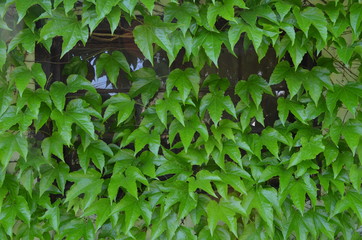 Fototapeta na wymiar Winobluszcz trójklapowy, Parthenocissus tricuspidata, dorodne liście