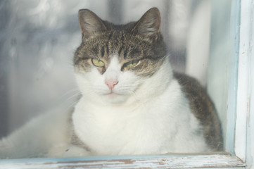 cat with eyes on blue background
