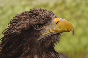 portrait of an eagle