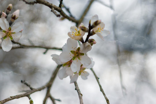 Branches of the almond tree, with winter flowers in white and yellow, against a blurred white background of cloudy sky, sataf reserve, jerusalem forest, israel.