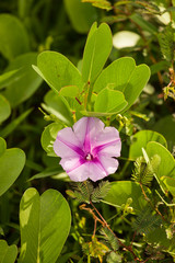 Purple flower between green leaves