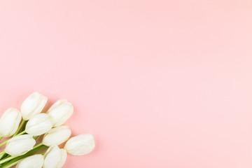 Fototapeta na wymiar White tulip on pastel pink background. Traditional holiday gift.