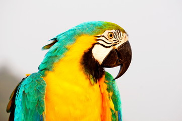 Blue-and-yellow Macaw. One of the biggest parrots.