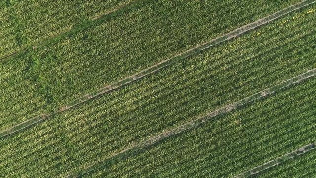 Field plantation of ripe yellow melons outdoor, harvest. Aerial footage, top view