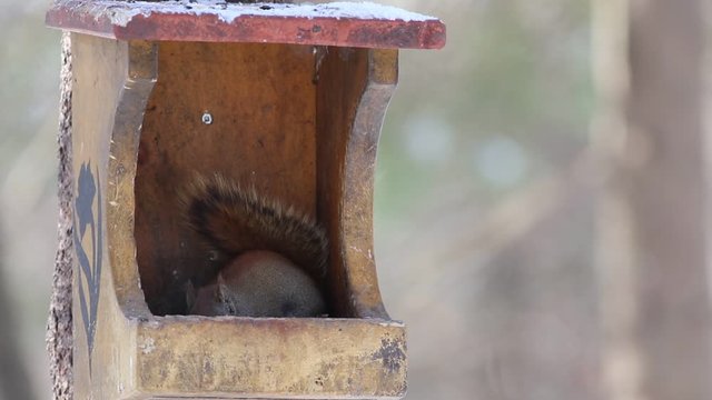 &eacute;cureuil dans une mangeoire d'oiseau