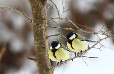 Two titmice on a branch. Cold weather...