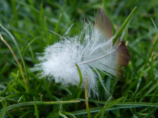 A close-up of an isolated bi-colored feather lying on the green grass of the meadow in a public park