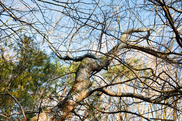 Beautiful nature background. Beautiful forest landscape, bright sunlight makes its way through the trunks of pines, amazing sunset, beauty of wild nature
